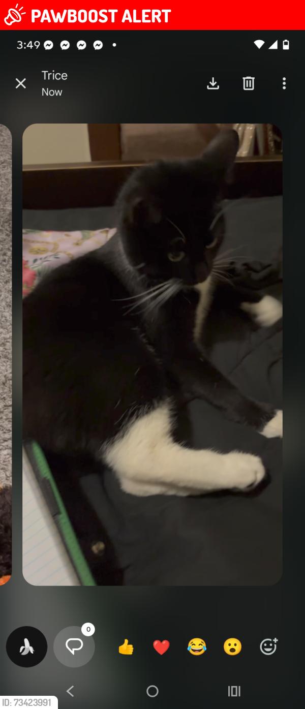Lost Male Cat last seen On gamma avenue, Newburgh Heights, OH 44105