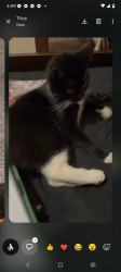 Lost Male Cat last seen On gamma avenue, Newburgh Heights, OH 44105