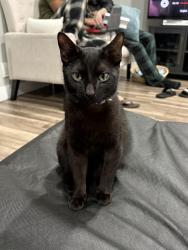 Lost Male Cat last seen W Clemmens lane Fallbrook CA, Fallbrook, CA 92028