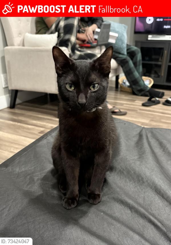 Lost Male Cat last seen W Clemmens lane Fallbrook CA, Fallbrook, CA 92028