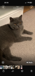 Reunited Male Cat last seen Danson Park & Bean Rd Scout Hut, Greater London, England 