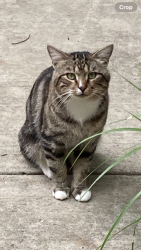 Found/Stray Unknown Cat last seen Rolling Road, Newington, VA 22153