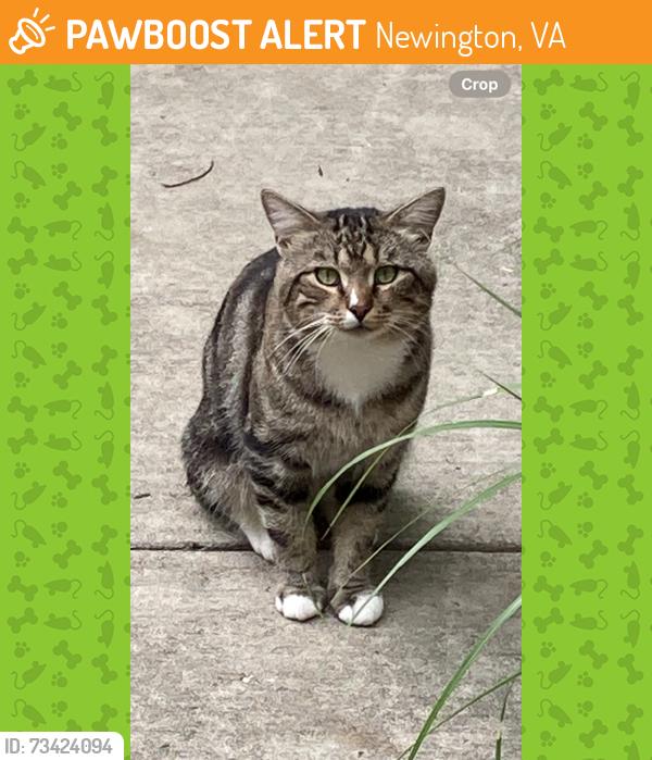 Found/Stray Unknown Cat last seen Rolling Road, Newington, VA 22153