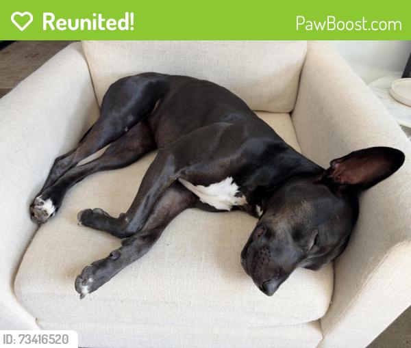 Reunited Female Dog last seen Boundary Trail, Palos Verdes Estates, CA 90274