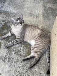 Reunited Male Cat last seen Near Meadowrun Dr, Oceanside, CA 92057, USA, Oceanside, CA 92057