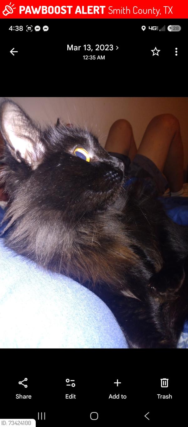 Lost Female Cat last seen Hwy 155, Flint, TX 75762