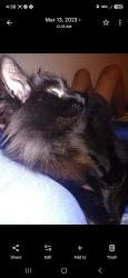 Lost Female Cat last seen Hwy 155, Flint, TX 75762