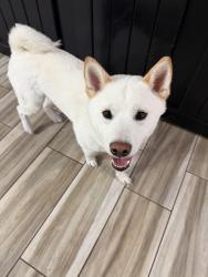 Found/Stray Male Dog last seen Estufa Canyon, San Antonio, TX 78245