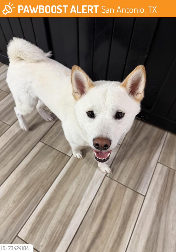 Found/Stray Male Dog last seen Estufa Canyon, San Antonio, TX 78245