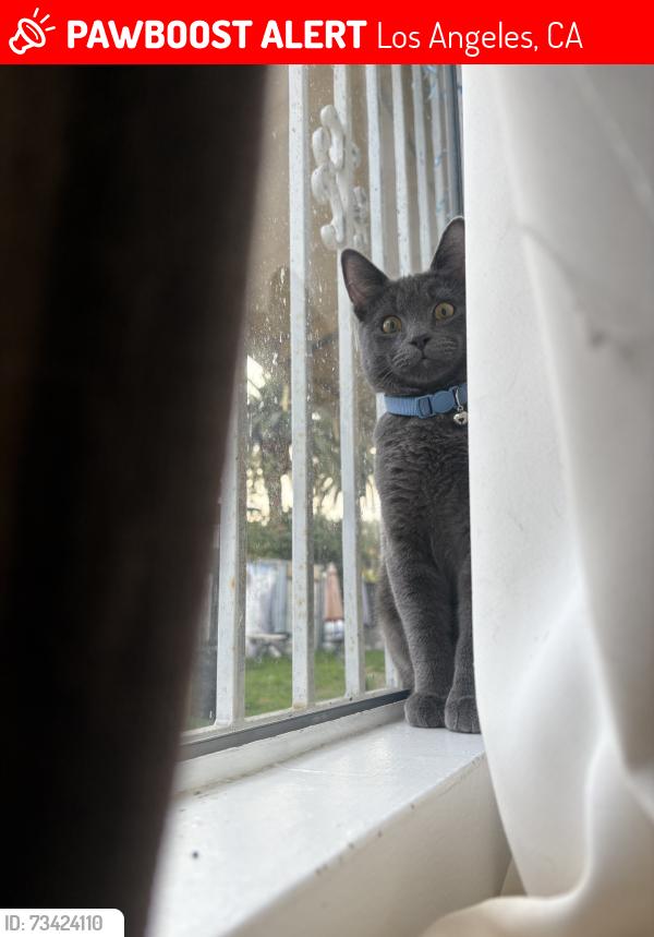 Lost Male Cat last seen Eretz Synagogue & Cultural Center, Los Angeles, CA 91335