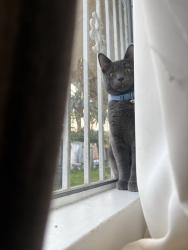 Lost Male Cat last seen Eretz Synagogue & Cultural Center, Los Angeles, CA 91335