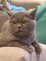 Reunited Female Cat last seen Ridge road and wilson, Lancaster, PA 17603
