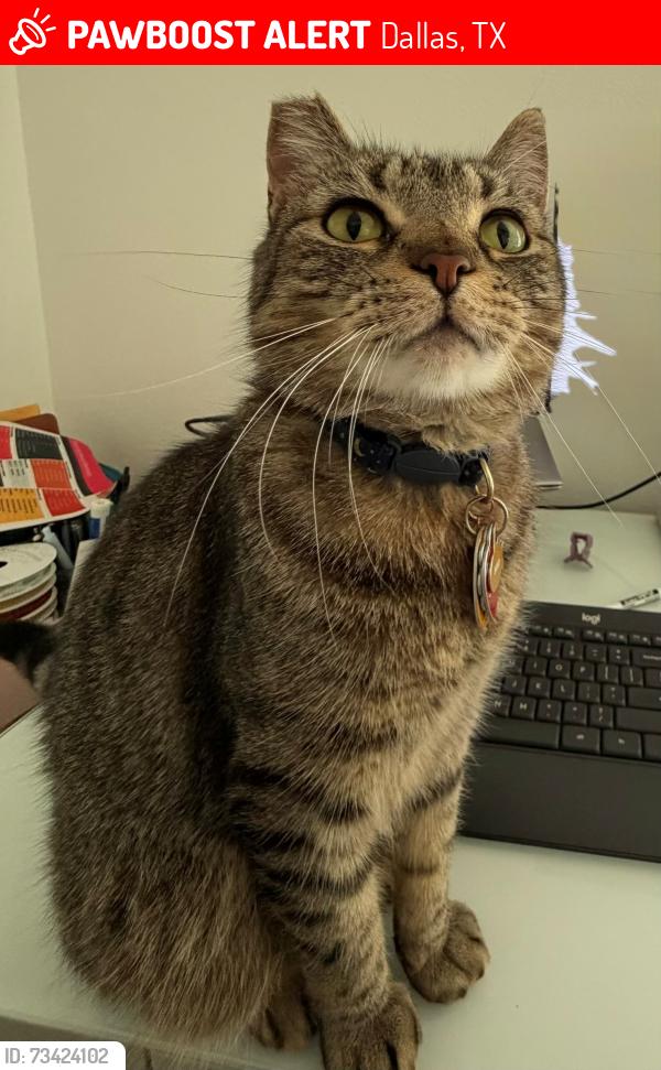Lost Male Cat last seen Bon Aire and Baronne Circle, Dallas, TX 75218
