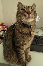 Lost Male Cat last seen Bon Aire and Baronne Circle, Dallas, TX 75218