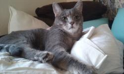 Lost Male Cat last seen Near W Ave 44 Los Angeles CA 90065, Los Angeles, CA 90065