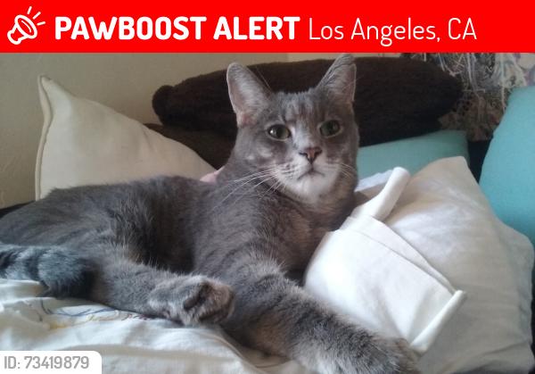 Lost Male Cat last seen Near W Ave 44 Los Angeles CA 90065, Los Angeles, CA 90065