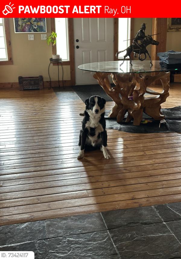 Lost Male Dog last seen WA ranches, Ray, OH 45672