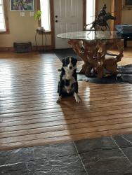 Lost Male Dog last seen WA ranches, Ray, OH 45672