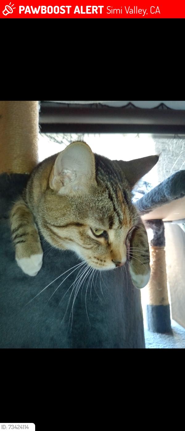 Lost Female Cat last seen Royal & Sycamore, Simi Valley, CA 93065