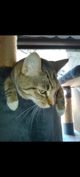 Lost Female Cat last seen Royal & Sycamore, Simi Valley, CA 93065