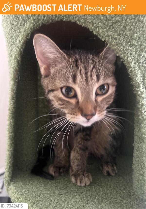 Found/Stray Female Cat last seen S Johnson st and Broadway, Newburgh, NY 12550