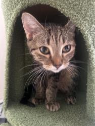 Found/Stray Female Cat last seen S Johnson st and Broadway, Newburgh, NY 12550