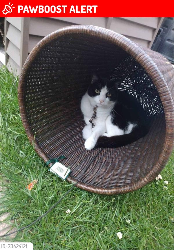 Lost Male Cat last seen Bus stop top of road, South Yorkshire, England S70 3HQ