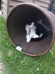 Lost Male Cat last seen Bus stop top of road, South Yorkshire, England S70 3HQ