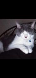 Reunited Male Cat last seen Crossover rd, Fayetteville, AR 72703
