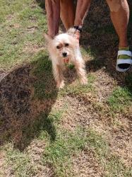 Found/Stray Female Dog last seen Ellis and N. Center st, Stockton, CA 95204