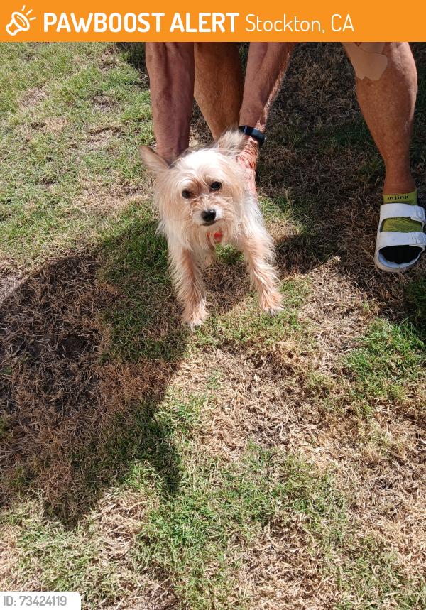 Found/Stray Female Dog last seen Ellis and N. Center st, Stockton, CA 95204