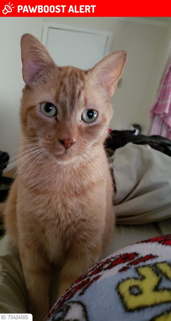 Lost Male Cat last seen Royal Green, in Royal Forest, Montgomery County, TX 77303