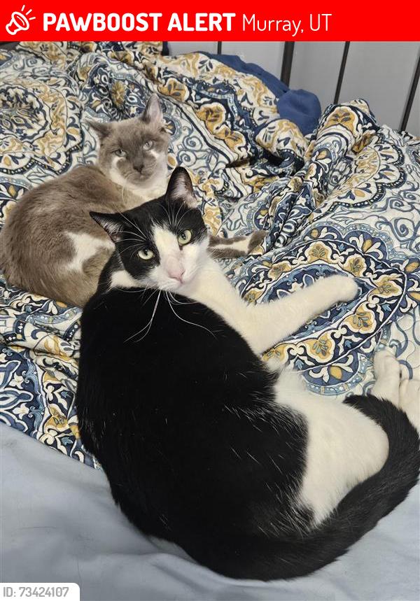 Lost Male Cat last seen Near East 5425 South, Murray, UT 84107