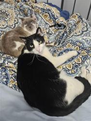 Lost Male Cat last seen Near East 5425 South, Murray, UT 84107