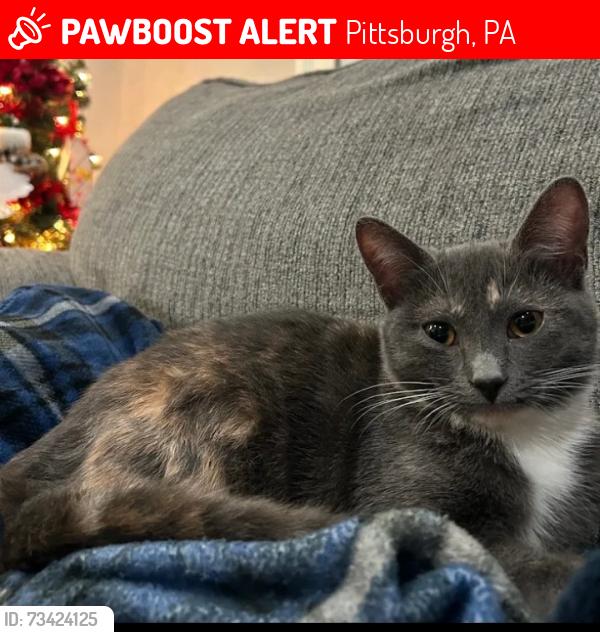 Lost Female Cat last seen Bingham and amabell, Pittsburgh, PA 15211