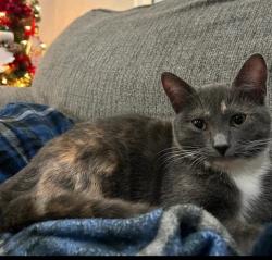 Lost Female Cat last seen Bingham and amabell, Pittsburgh, PA 15211