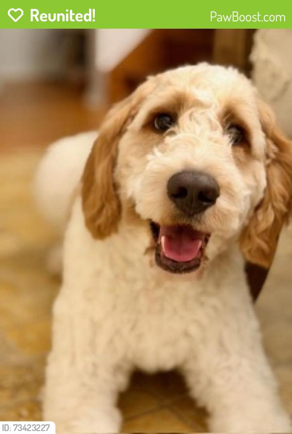 Reunited Male Dog last seen Near White Bear Ave, St Paul, MN 55106, USA, Saint Paul, MN 55106