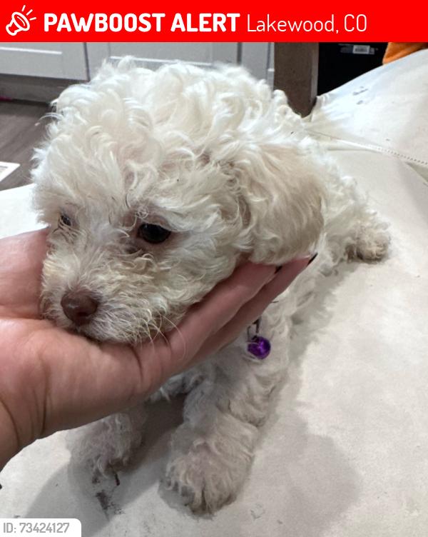 Lost Male Dog last seen Mitchell’s Mobile Home, Lakewood, CO 80214