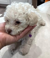 Lost Male Dog last seen Mitchell’s Mobile Home, Lakewood, CO 80214
