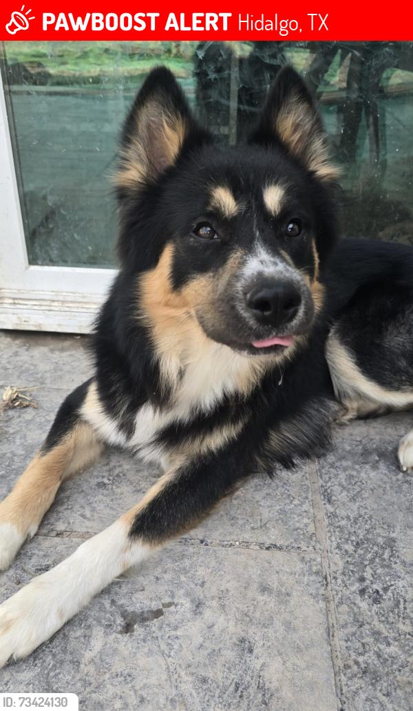 Lost Male Dog last seen Hidalgo High School, Hidalgo, TX 78557