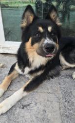 Lost Male Dog last seen Hidalgo High School, Hidalgo, TX 78557