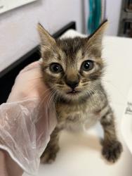 Shelter Stray Female Cat last seen Bexar County, 3353 Morningside Dr, New Braunfels, TX 78132, USA