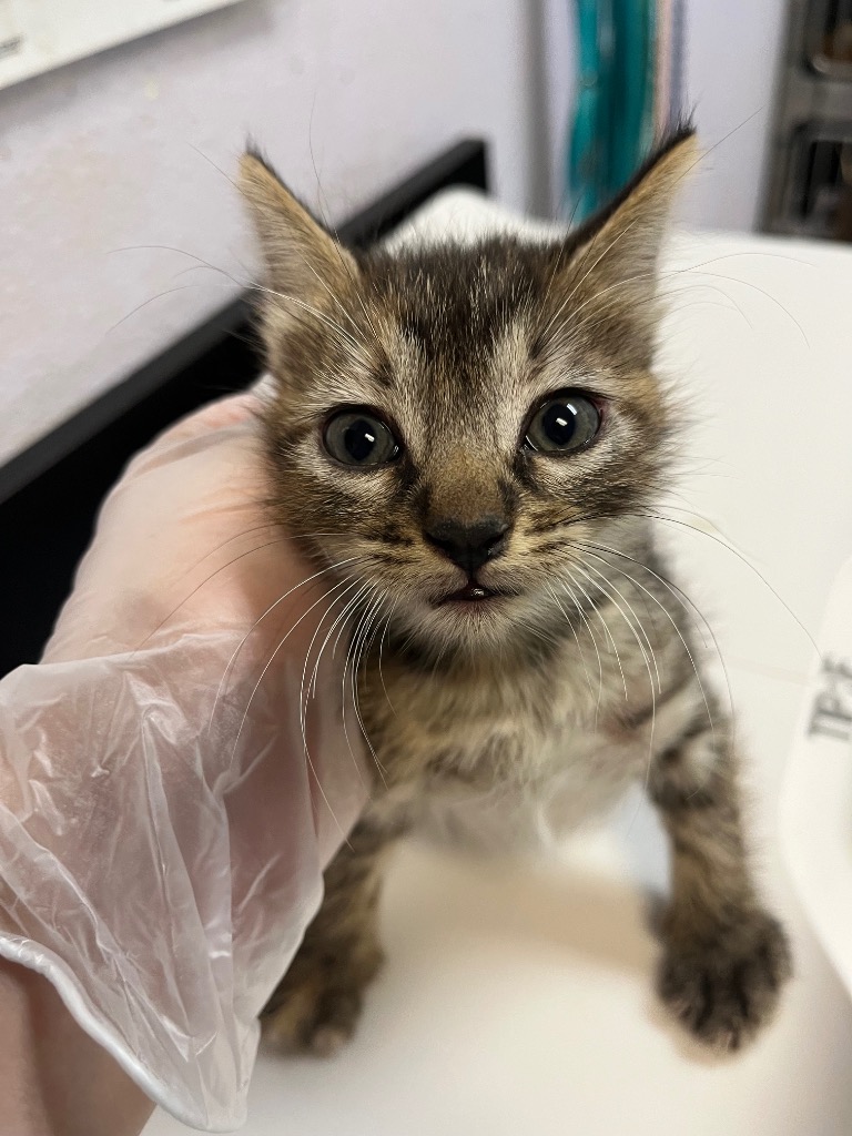 Shelter Stray Female Cat last seen Bexar County, 3353 Morningside Dr, New Braunfels, TX 78132, USA