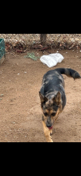 Reunited Unknown Dog last seen Near s 1st street avondale, Avondale, AZ 85323