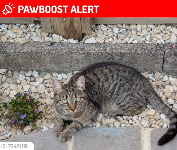 Lost Female Cat last seen Fords farm, Calcot, England RG31 7QJ