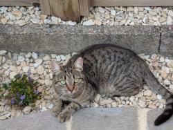 Lost Female Cat last seen Fords farm, Calcot, England RG31 7QJ
