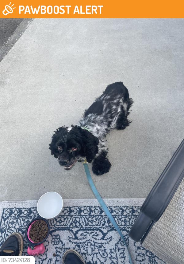 Found/Stray Male Dog last seen Gladstone wetlands, Clackamas County, OR 97267