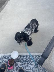 Found/Stray Male Dog last seen Gladstone wetlands, Clackamas County, OR 97267
