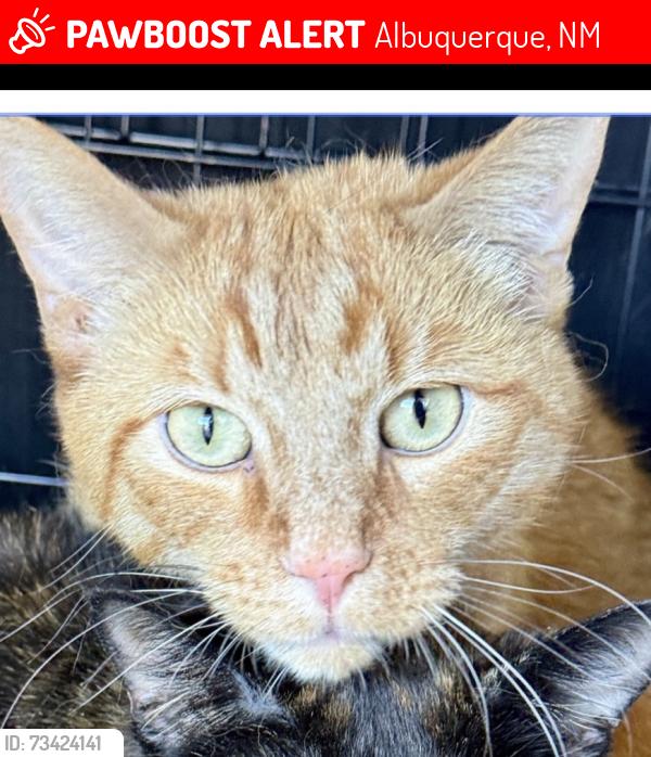 Lost Male Cat last seen Cerros Pl NW & Toucan NW, Albuquerque, NM 87114
