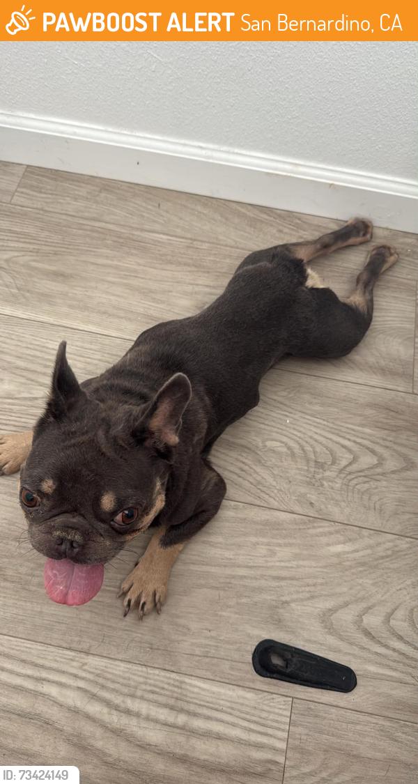 Found/Stray Male Dog last seen tippecanoe and 5th st., San Bernardino, CA 92376